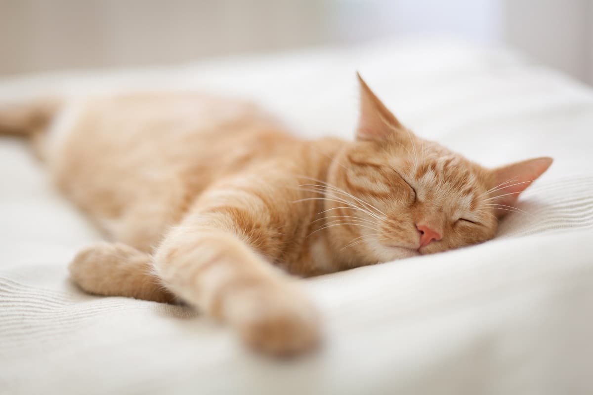 Sleeping Ginger