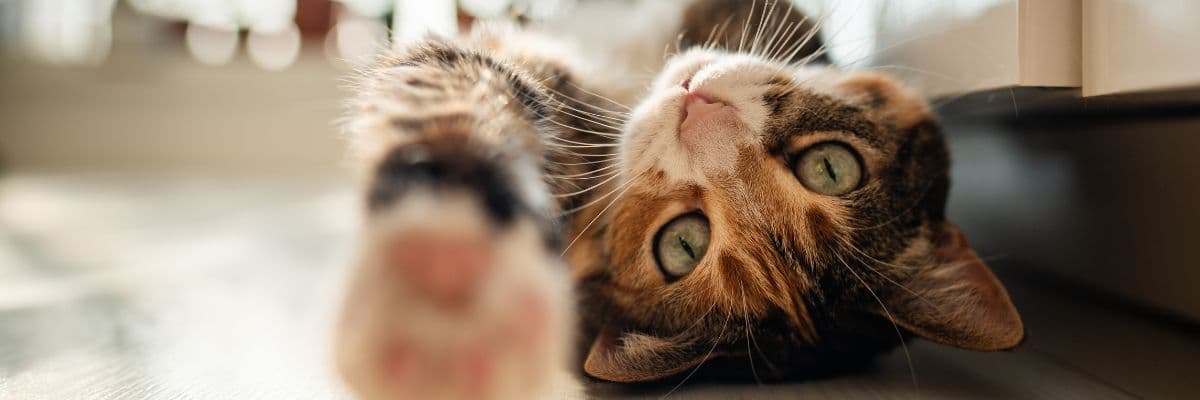 cat_on_back_banner