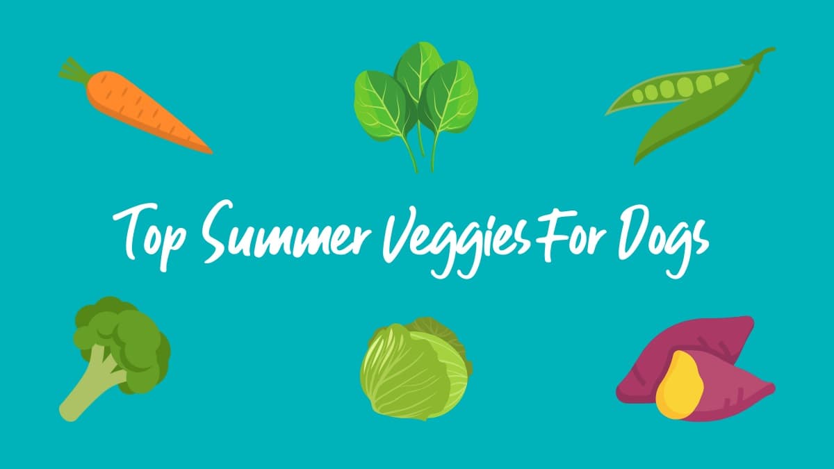 Top fruits & veggies for your dog this summer – body