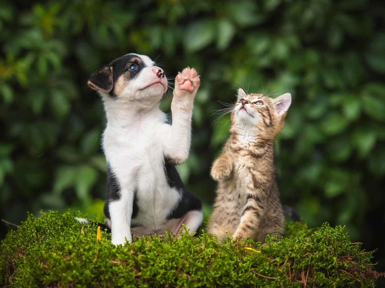 shutterstock_654539092