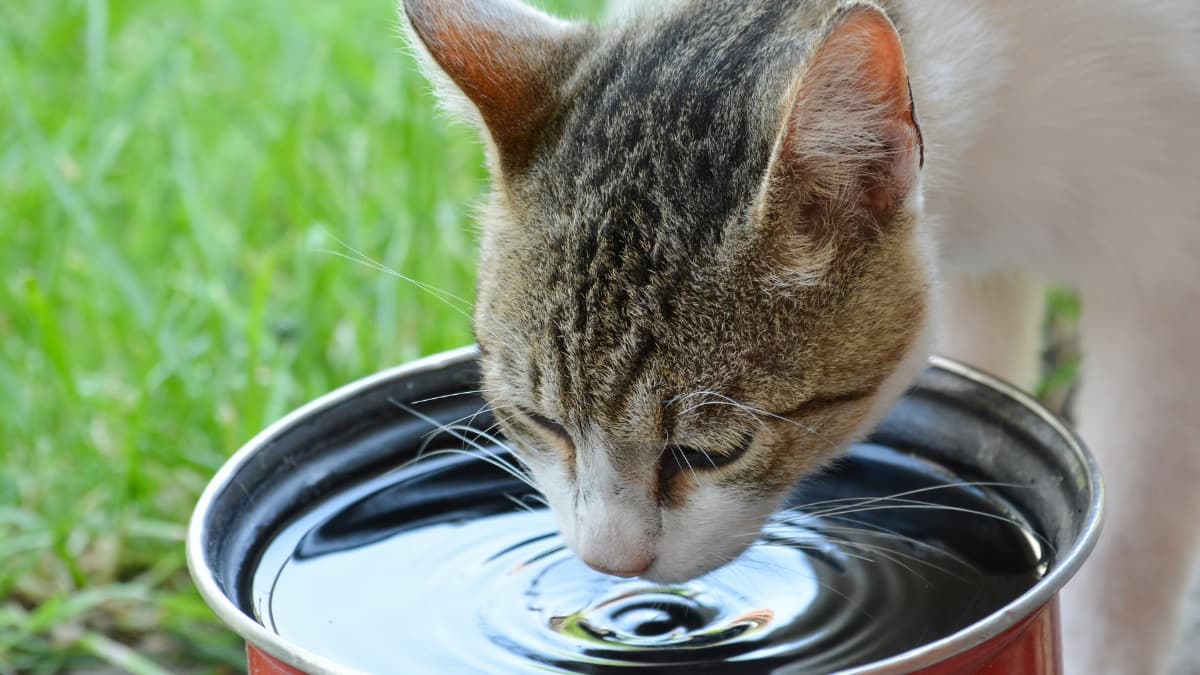 cat-drinking-from-metal-bowl-outdoors