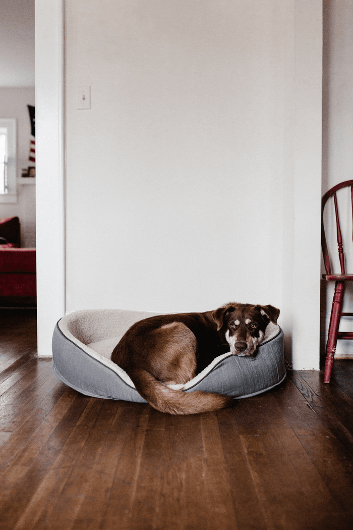 dog-at-home