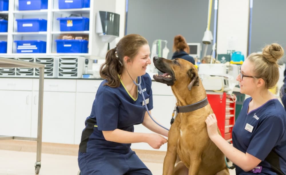 vet-professionals-from-at-vets-now1-1-1-1-1-1-1-1024x628-1-1000x613