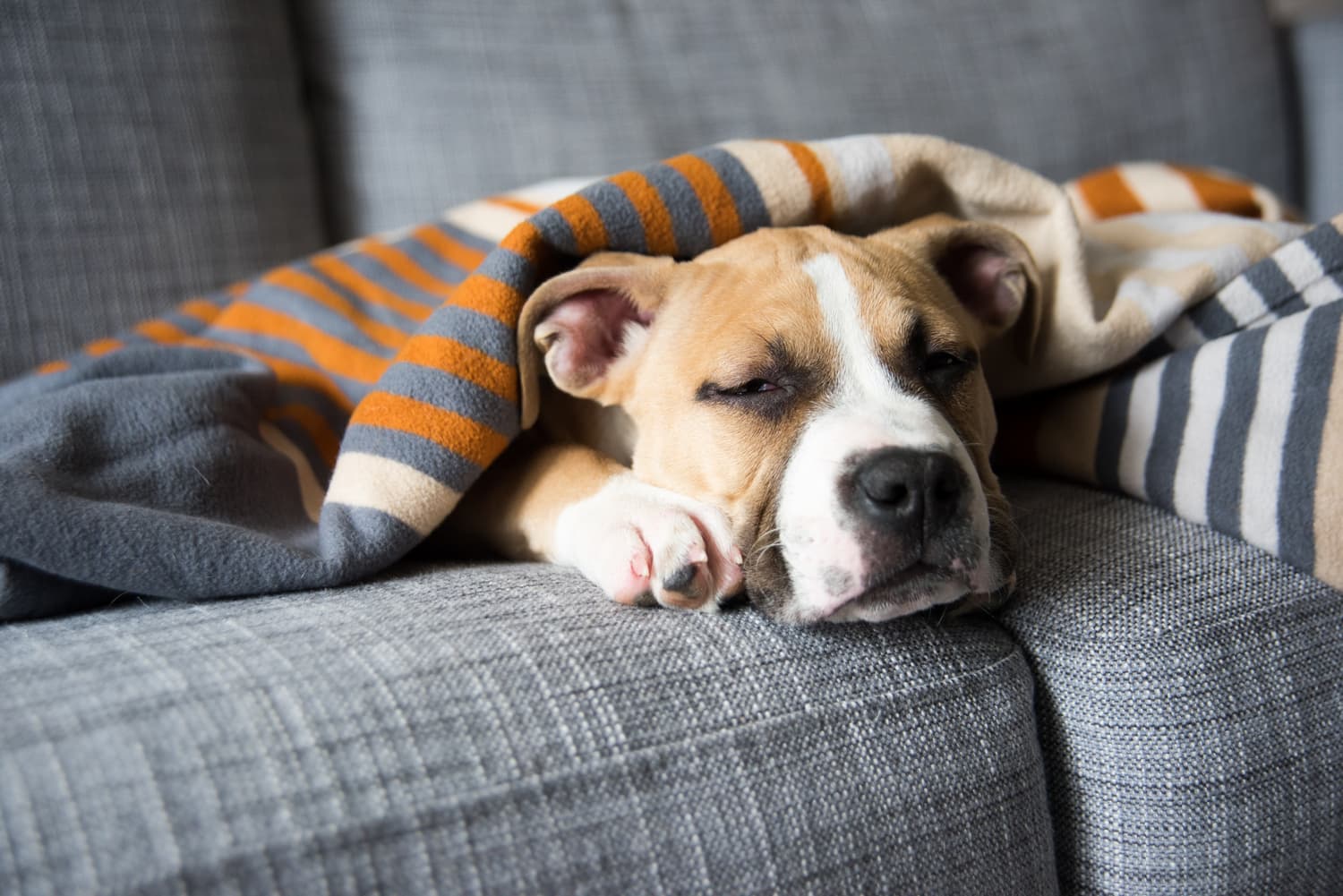 Sleepy dog