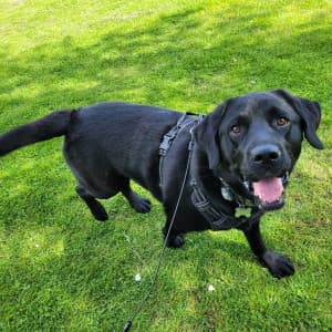 Dog Narrowly Escapes Death After Freak Stick Accident – body