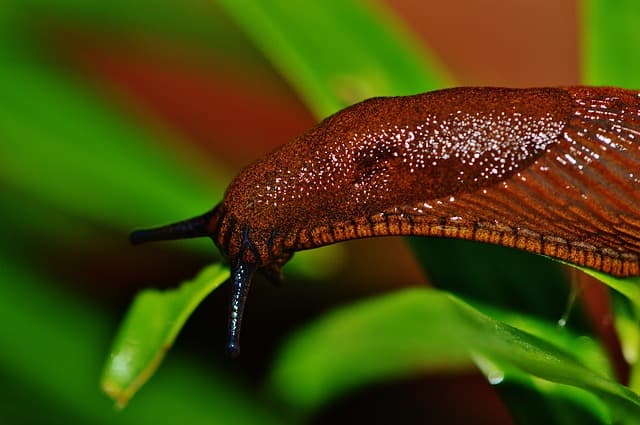 vets-now-snail-lungworm