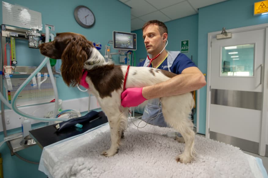 vet dog table (1)