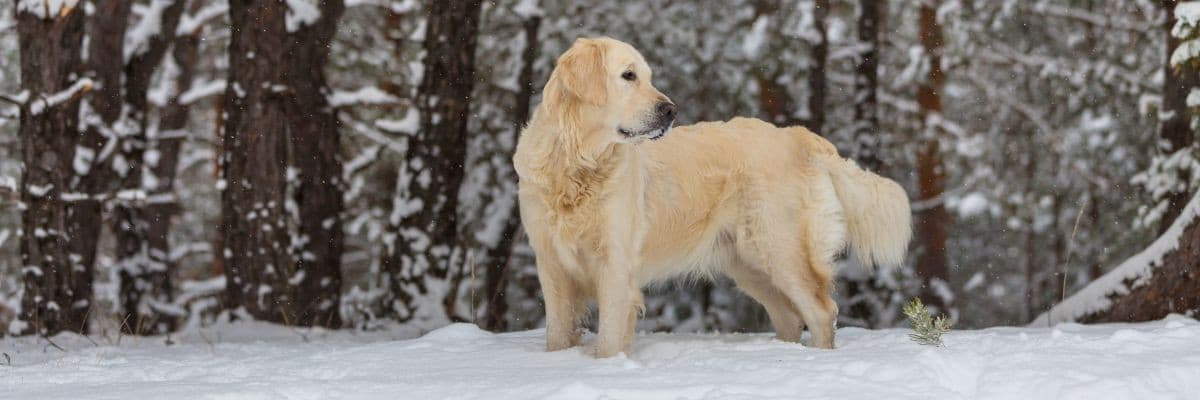 golden-retriever-snow-rotated