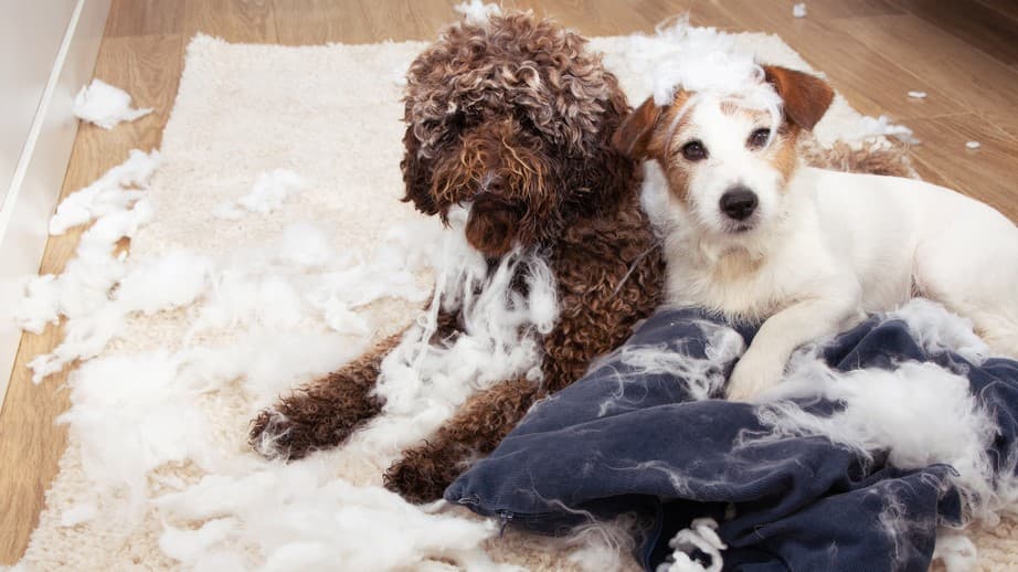 Accidental mating in dogs - featured