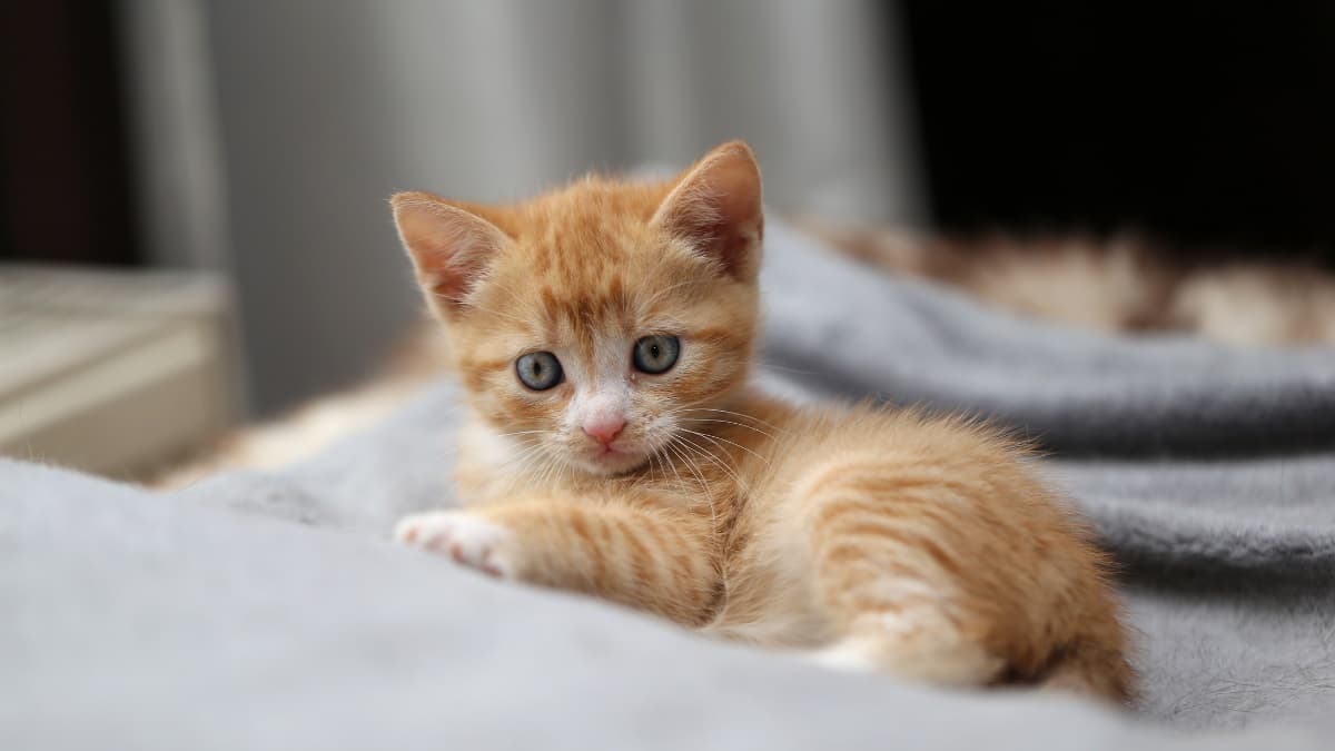 Ginger kitten resting on a soft grey blanket