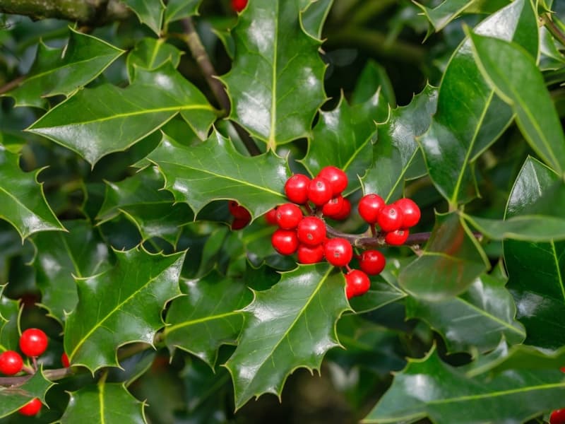 Holly-and-Red-Berries