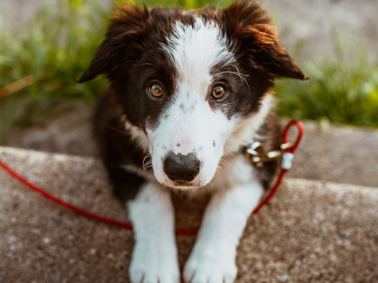 photo-of-white-and-brown-coated-dog-2820134-1270x953