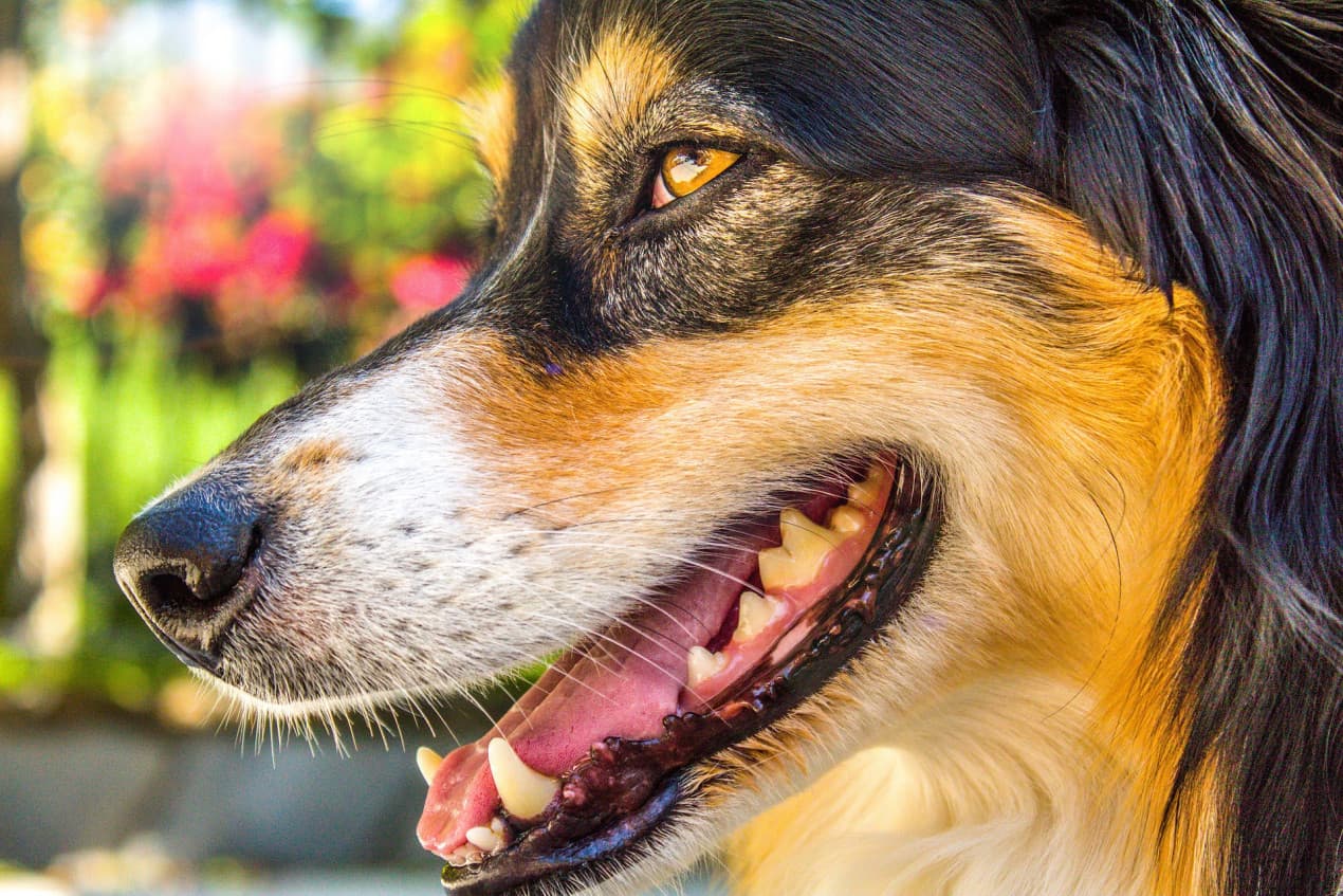 australian-shepherd-4236037_1920-1270x847