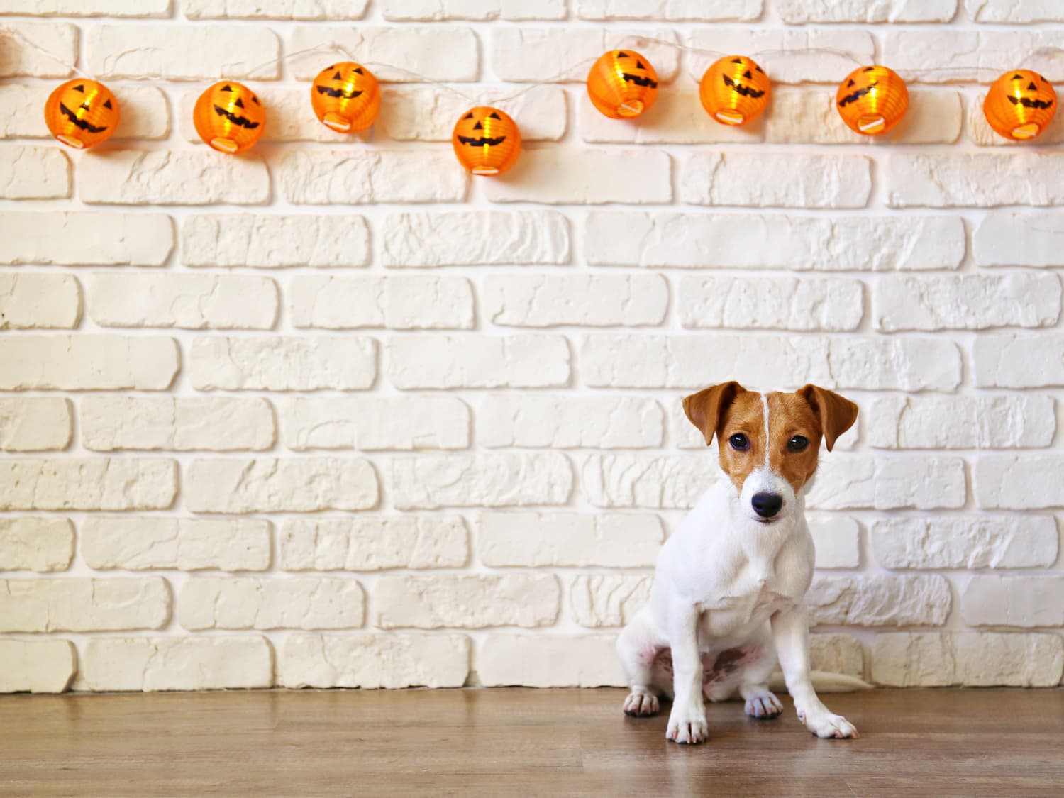 dogsandhalloween