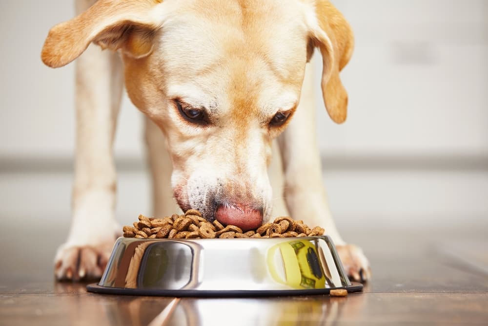 What to do if your dog won't eat