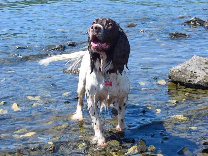 Max the springer spaniel
