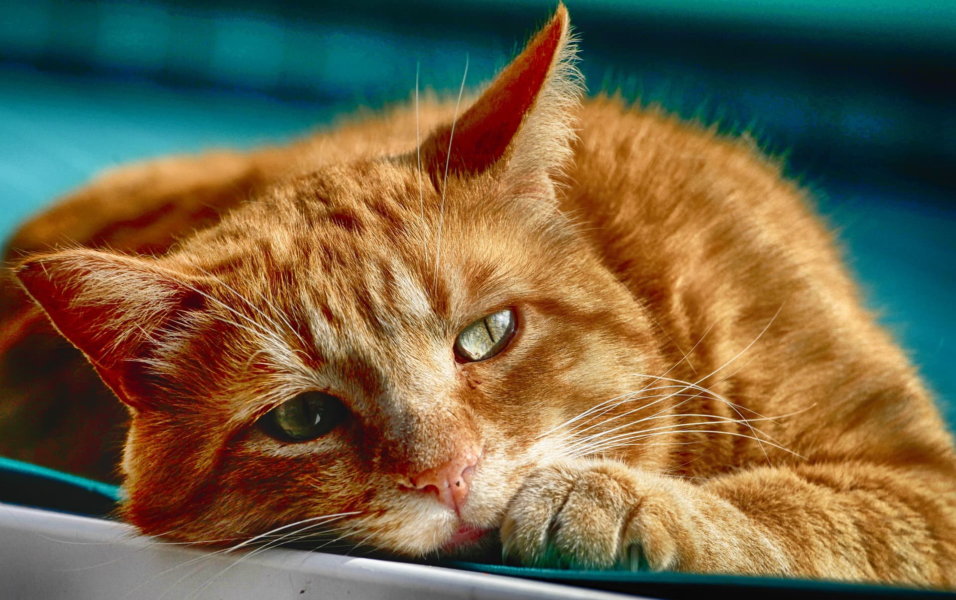 cat-4227961_1920