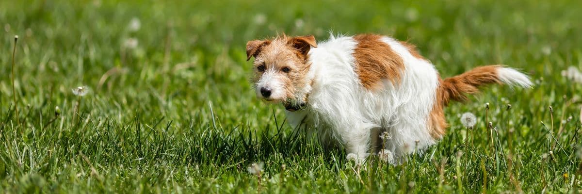 Dog pooping in grass banner