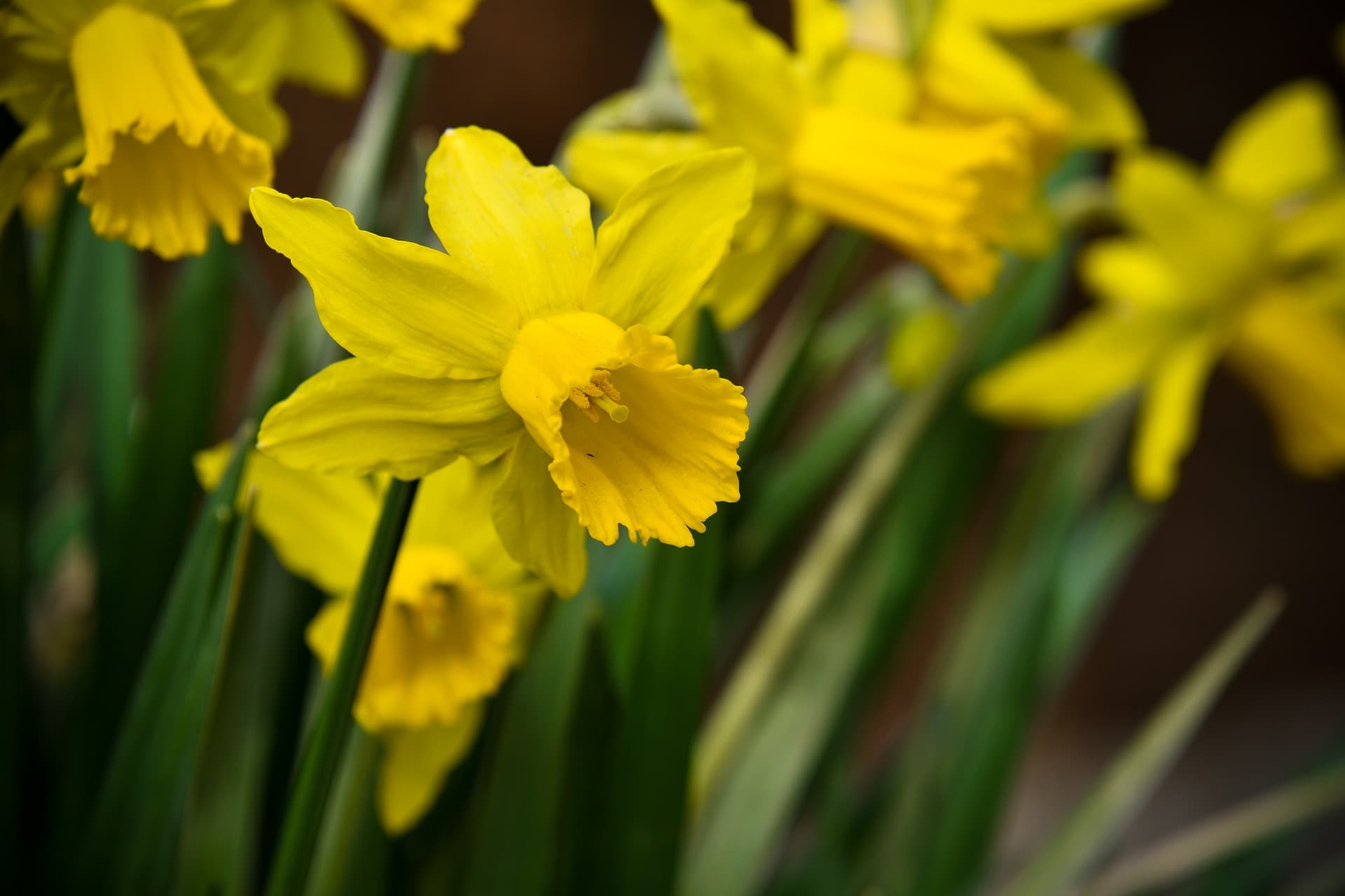 Daffodil toxic plants