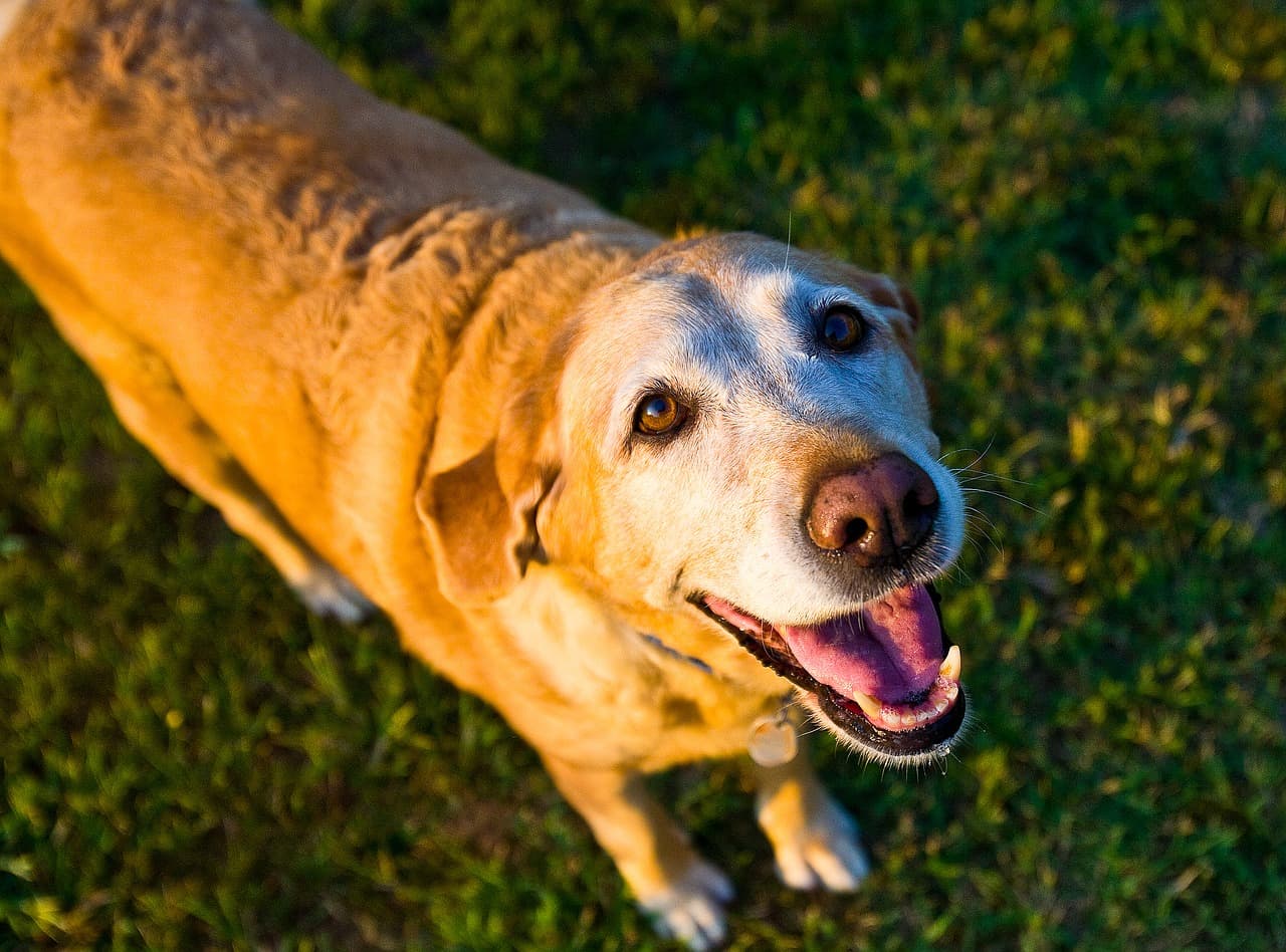 Old dog ataxia