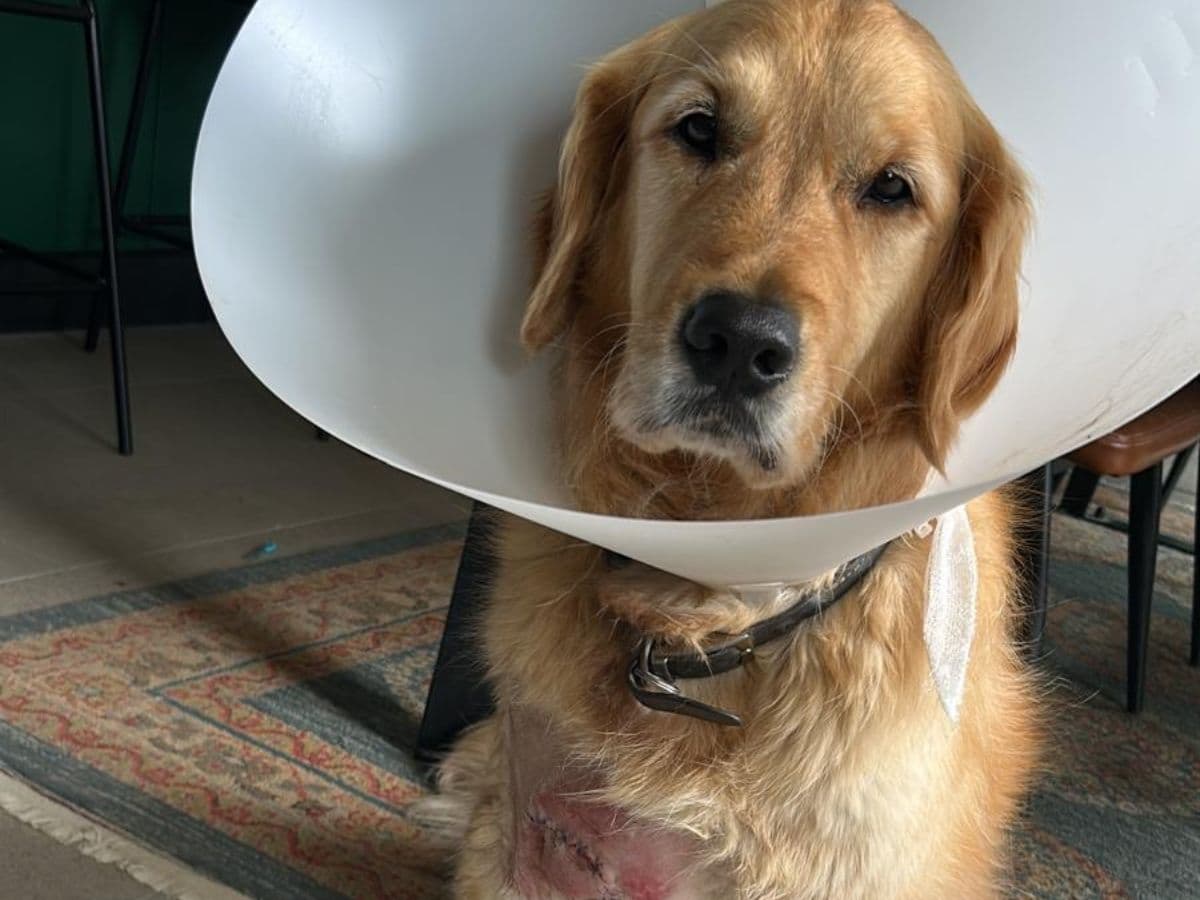 How an evening walk nearly cost my Golden Retriever his life – hero