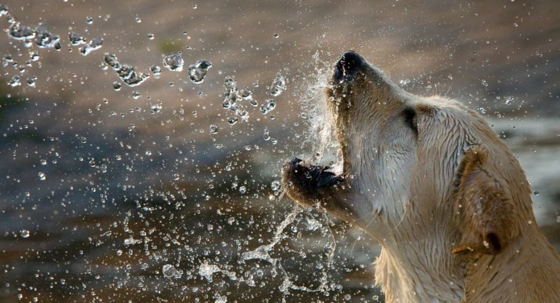 Dehydration in dogs – hero