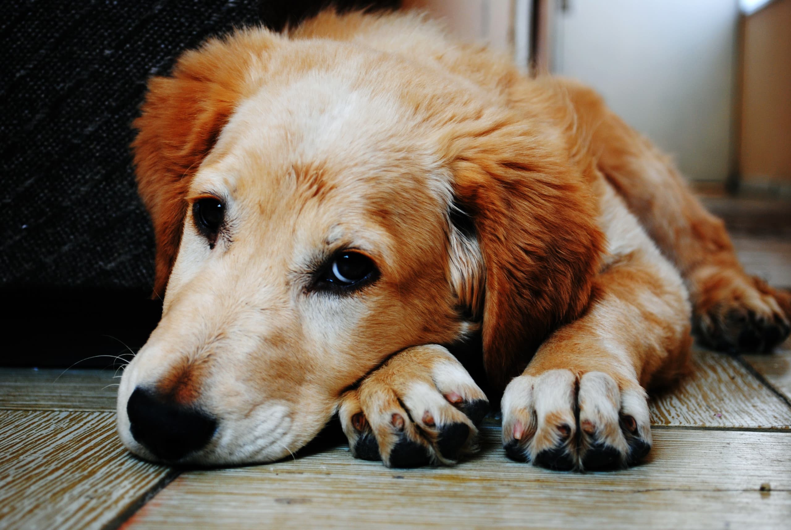 adorable-animal-canine-128817-scaled