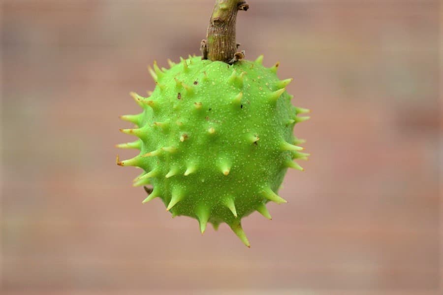 Conker on a branch