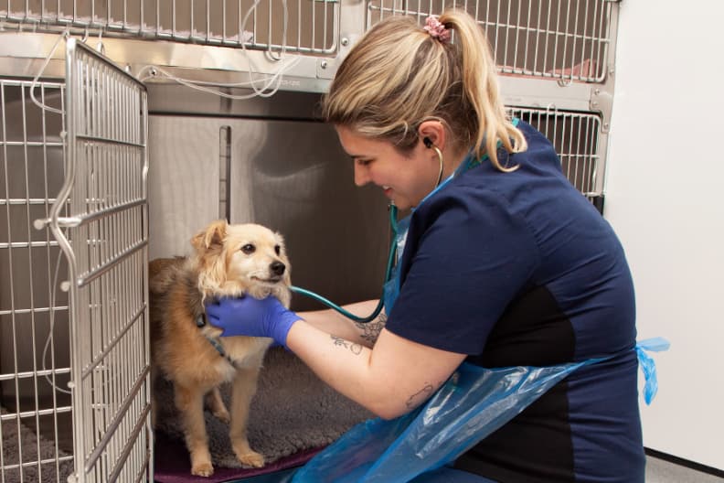 Veterinary nurse using a stethoscope to check a small dog beside the ward kennels