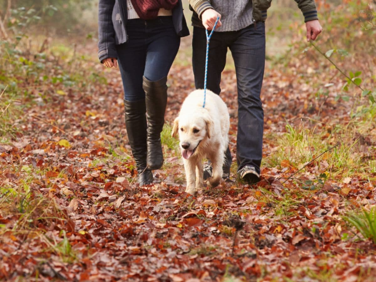 Couple walking a golden retriever in autumn