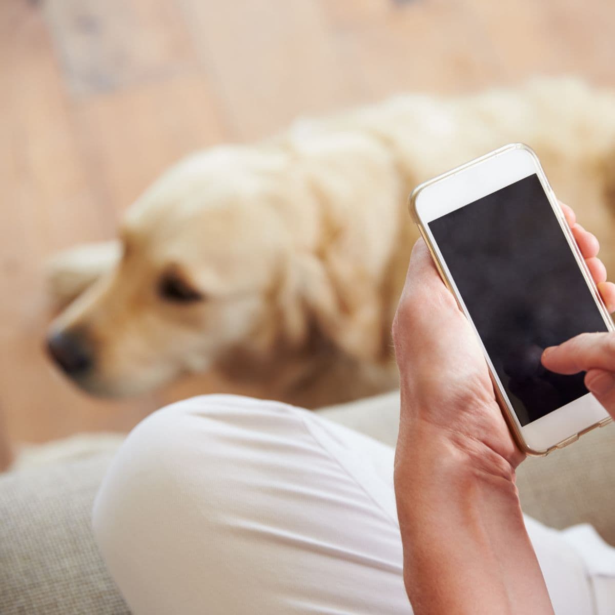 Close-up of a hand scrolling a smartphone with a Golden Retriever lying blurred in the background