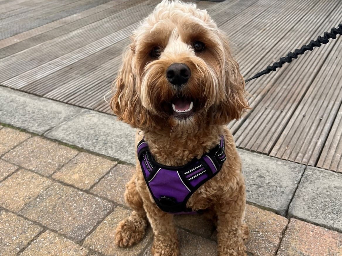 Why Daisy’s harness made all the difference in a… – hero