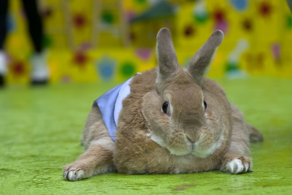 obese-rabbit