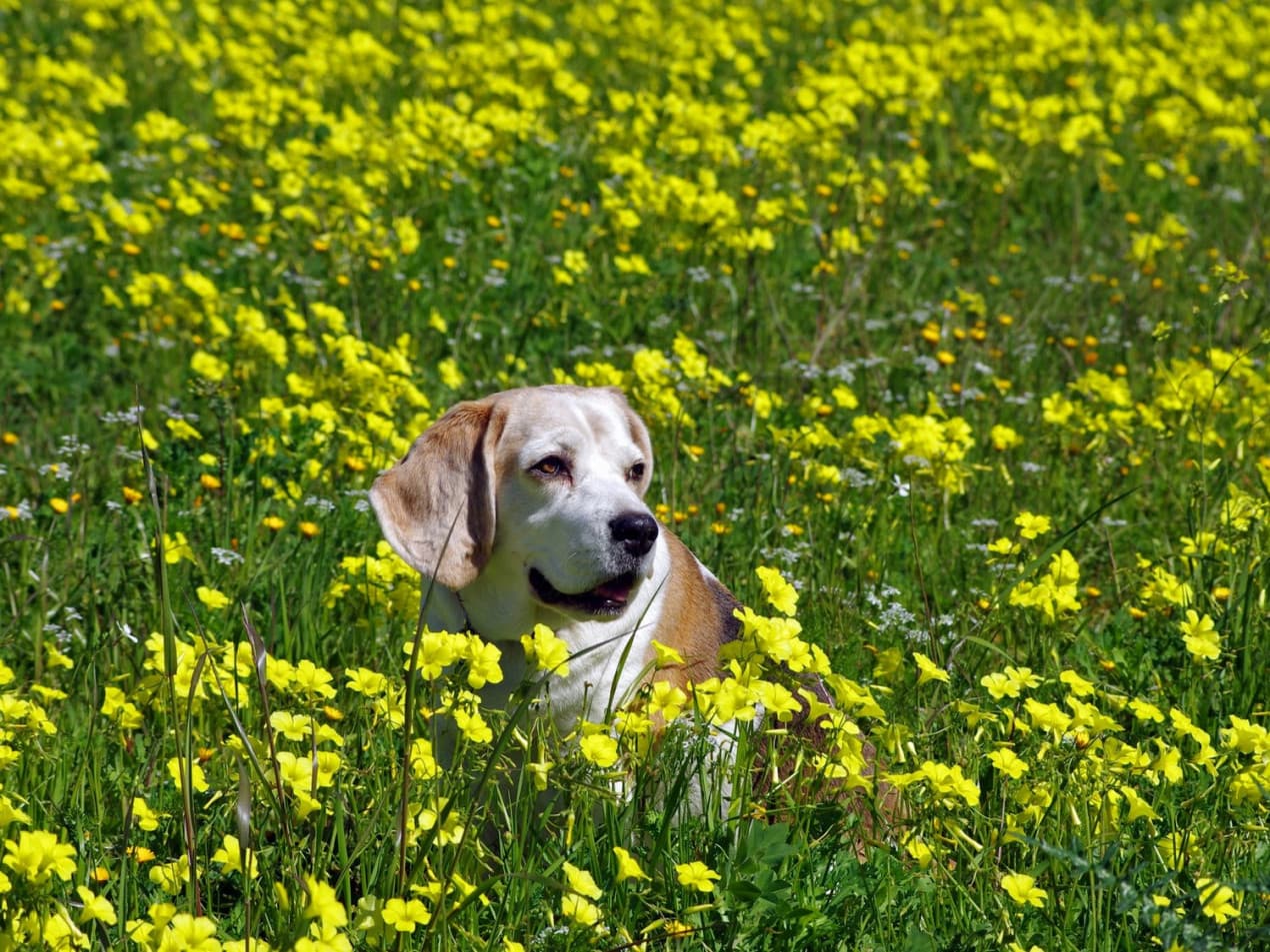 animal-bloom-blossom-cute-261077-1270x953