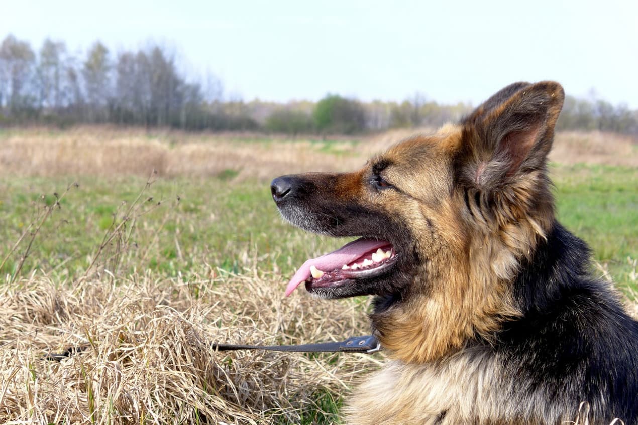 Dental disease in dogs – hero