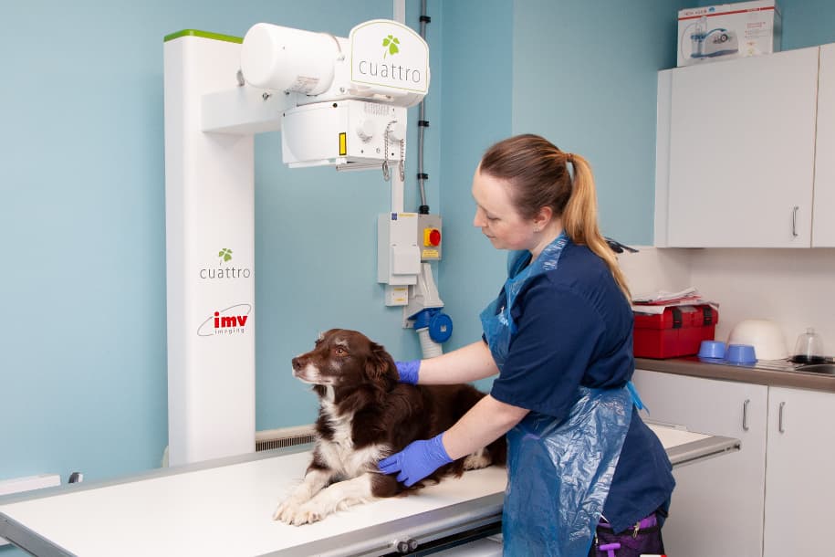 Veterinary nurse positioning a collie on the table beneath an X-ray imaging unit