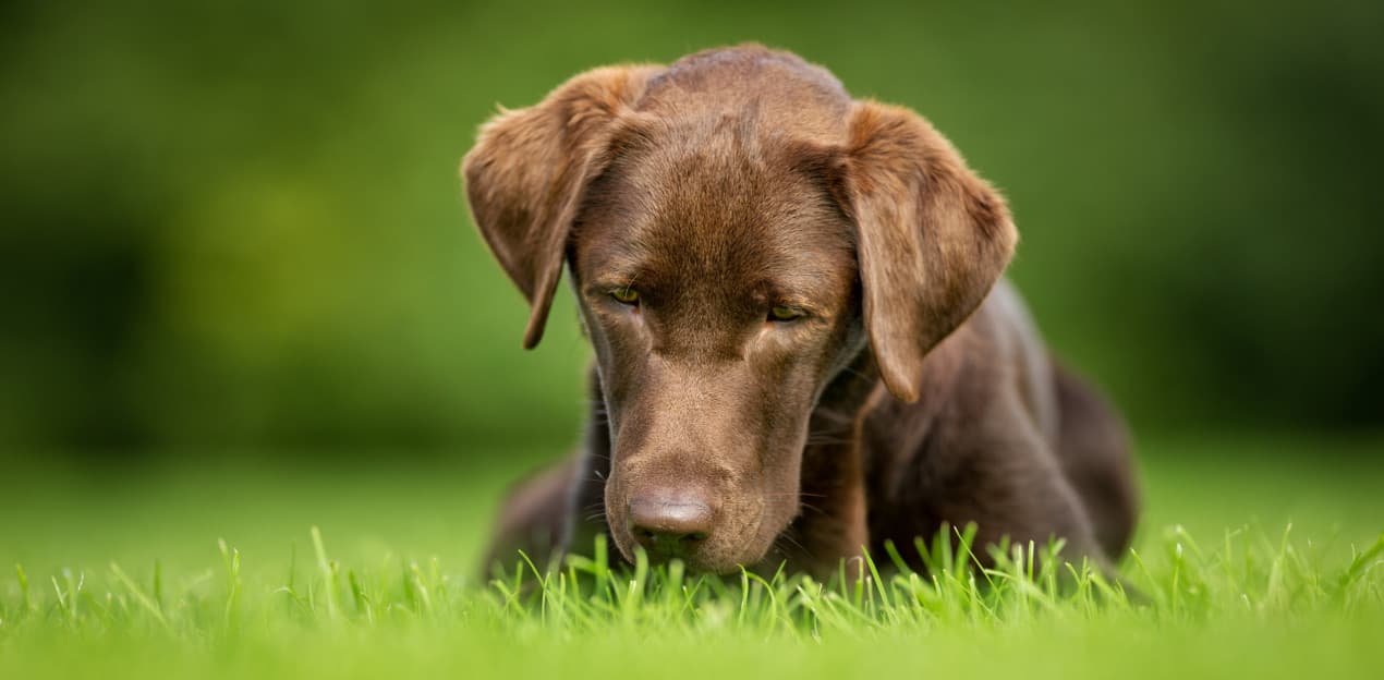 Dog ate rat poison – hero