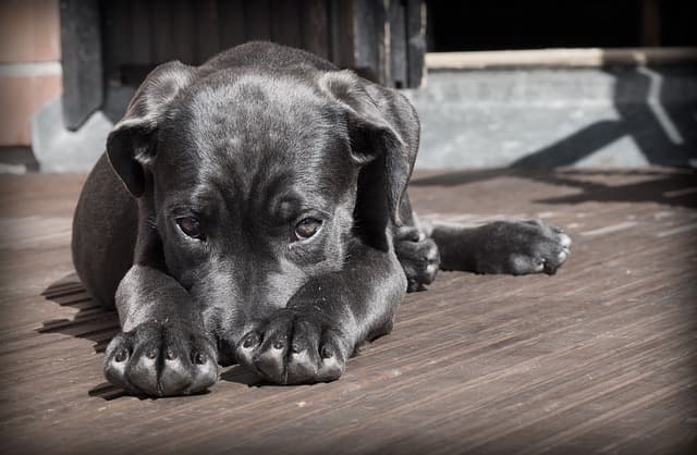 9 signs dog pain - inline (limping/stiffness)