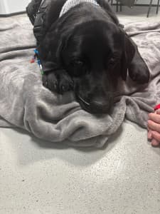 Dog Narrowly Escapes Death After Freak Stick Accident – body
