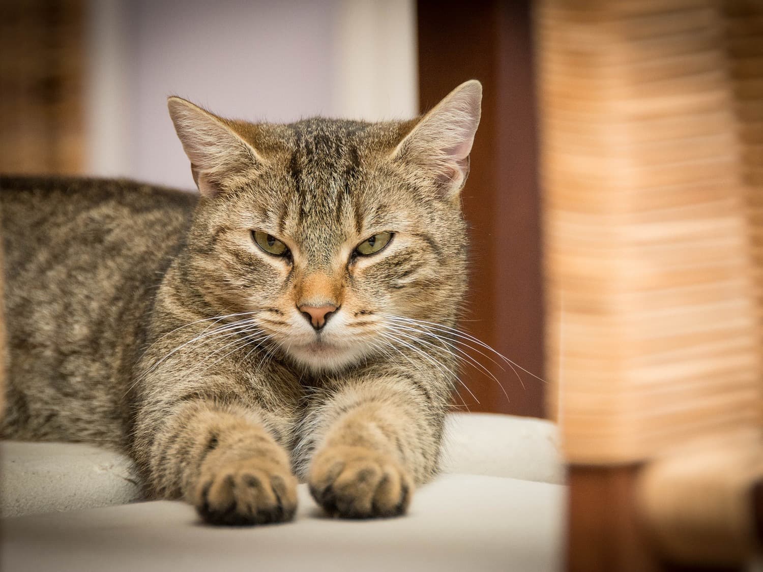 cat-not-eating