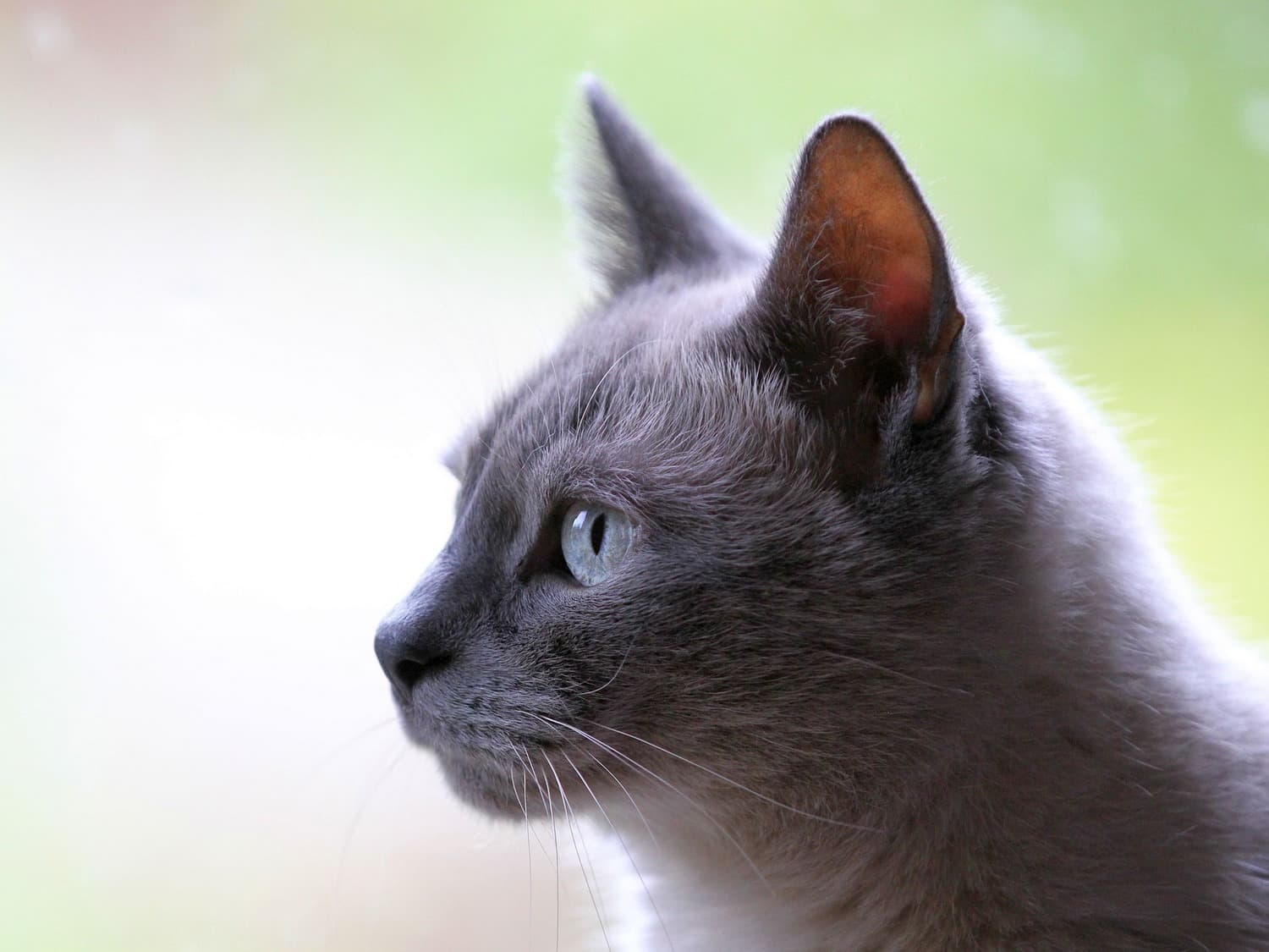 cat2