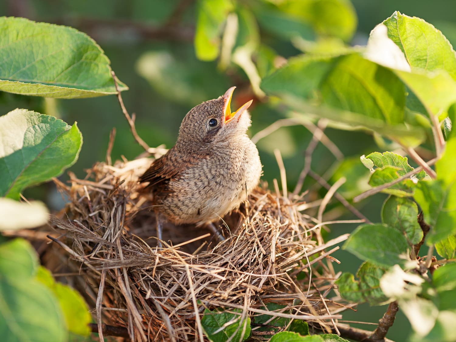 Small bird with open beak in a nest of twigs