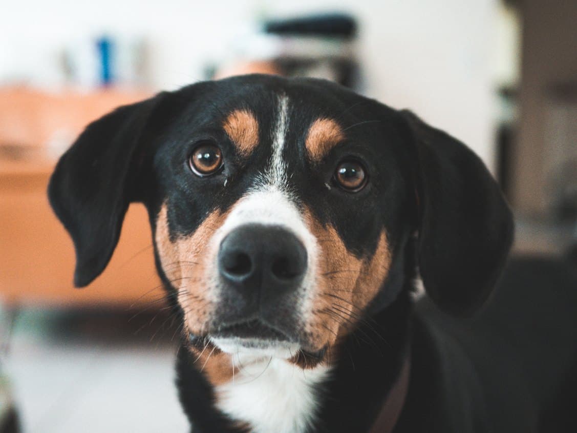 dog looking at the camera