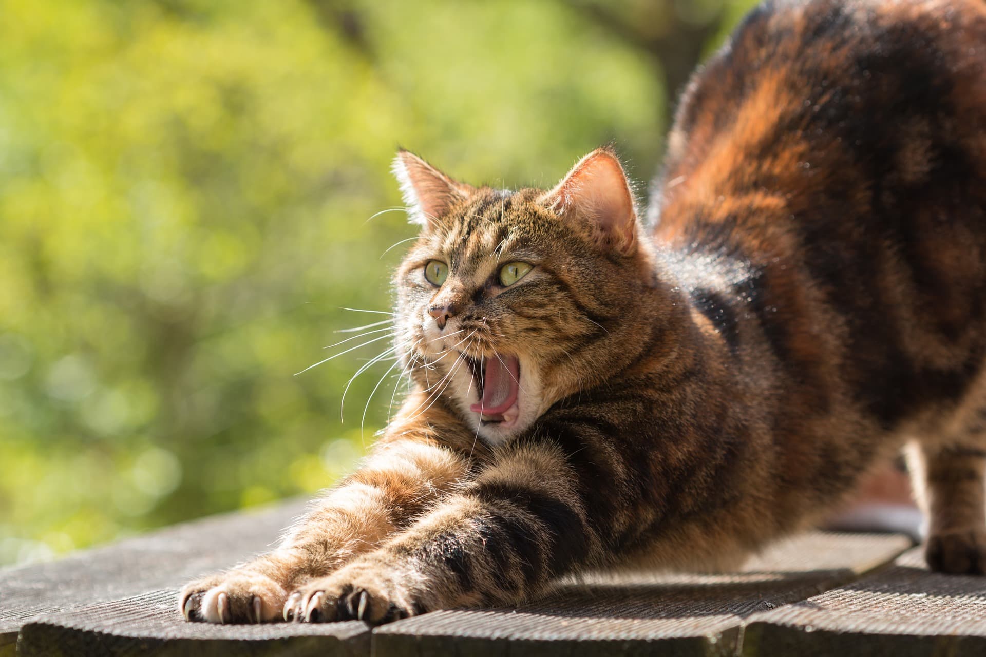 cat-814952_1920
